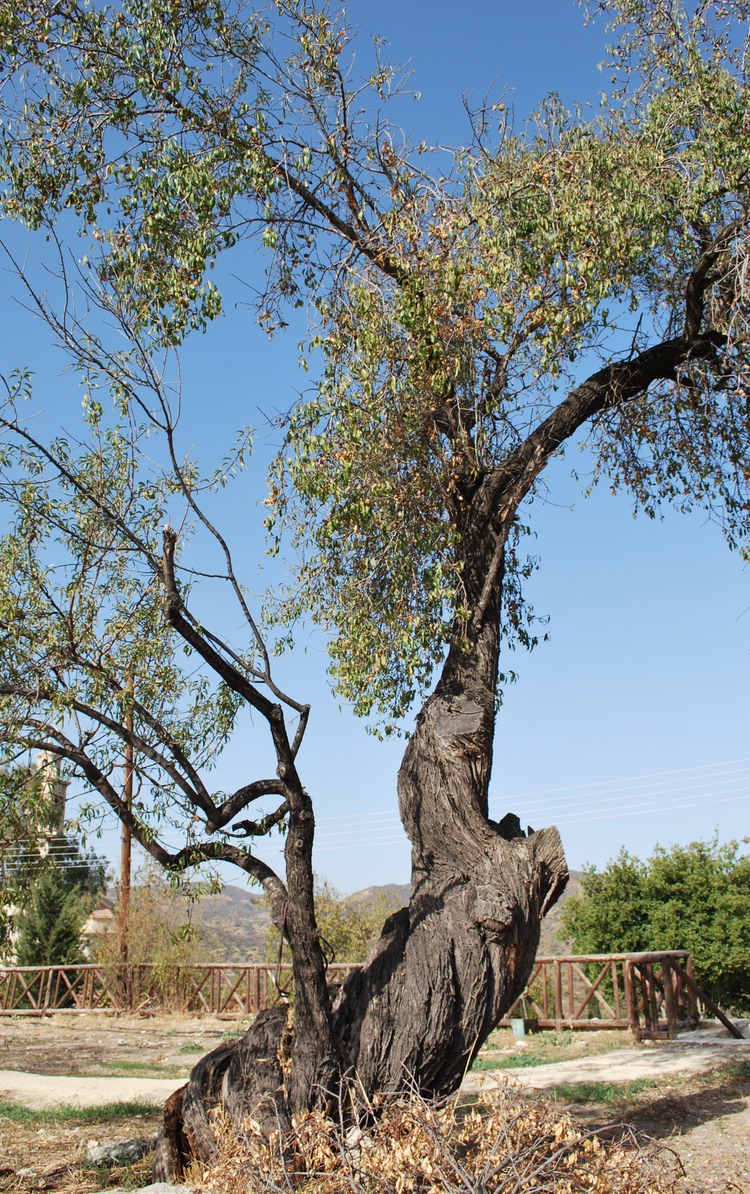 Vavla Larnaca twisted almond tree