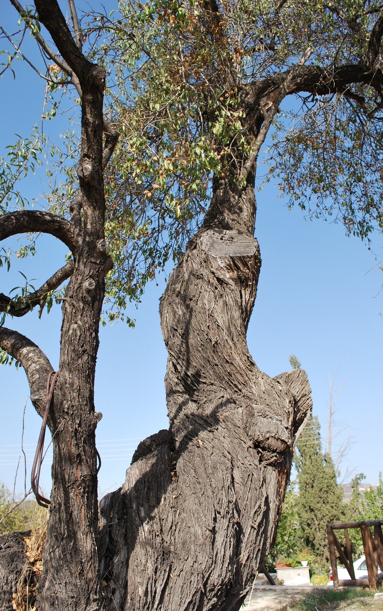 Vavla Larnaca twisted almond tree 2