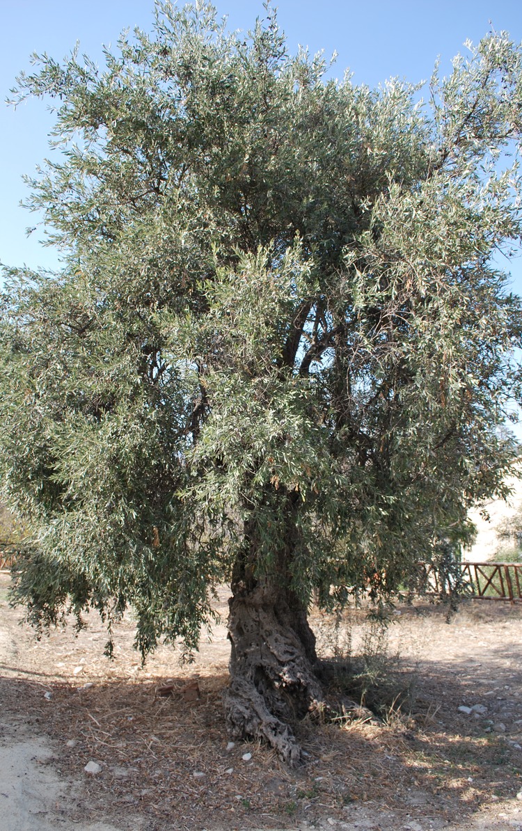 Vavla Larnaca ancient olive tree