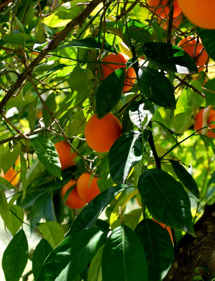 Under the Orange Tree SM